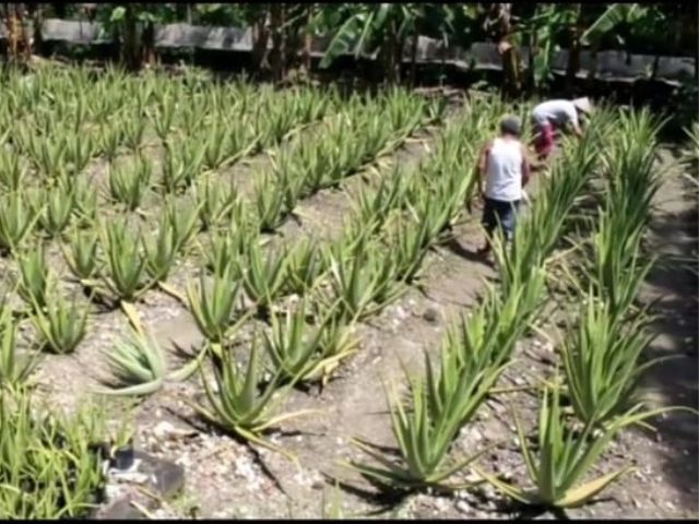 gaya hidup berkelanjutan aloe vera